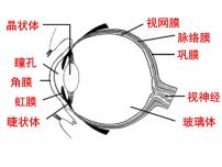 北师大版七年级下册第2节  感受器和感觉器官集体备课ppt课件