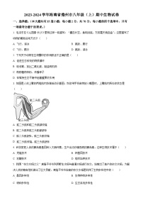 海南省儋州市2023-2024学年八年级上学期期中生物试题（原卷版+解析版）