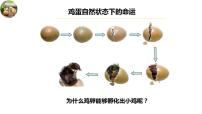 初中生物鲁科版 (五四制)八年级下册第三节 鸟的生殖和发育课文ppt课件