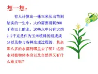 初中人教版 (新课标)第三章 绿色植物与生物圈的水循环教课内容ppt课件