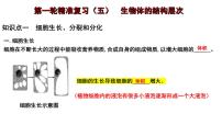 中考生物一轮复习考点通关课件专题05 生物体的结构层次（含答案）