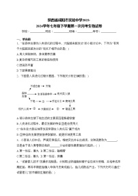 陕西省咸阳市实验中学2023-2024学年七年级下学期第一次月考生物试卷(含答案)