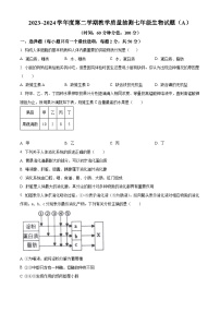 山东省滨州市滨城区2023-2024学年七年级下学期期中生物试题（原卷版+解析版）