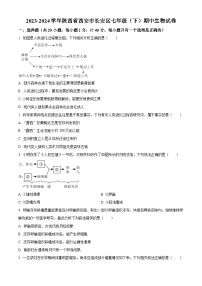 陕西省西安市长安区2023-2024学年七年级下学期期中生物试题（原卷版+解析版）