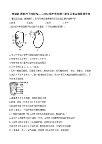 2024年中考生物二轮复习重点实验通关练——实验四 观察种子的结构