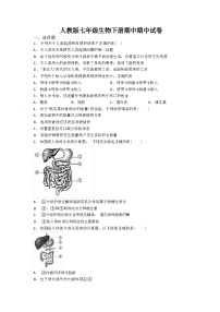 2024年春人教版七年级生物下册期中期中试卷（解析版）