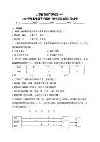 山东省滨州市滨城区2023-2024学年七年级下学期期中教学质量抽测生物试卷(含答案)