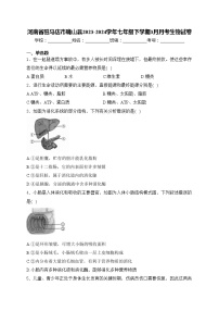 河南省驻马店市确山县2023-2024学年七年级下学期3月月考生物试卷(含答案)