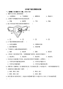 福建省福州市2024年七年级下册生物期末试卷附答案