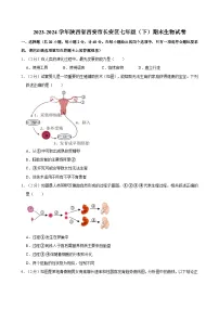 陕西省西安市长安区2023-2024学年七年级下学期期末考试生物试卷