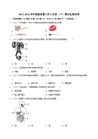 2023-2024学年福建省厦门市七年级（下）期末生物试卷