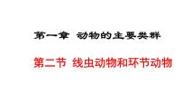 初中生物人教版 (新课标)八年级上册第二节 线形动物和环节动物背景图ppt课件