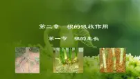 初中生物冀少版八年级上册第一节 根的生长评课ppt课件
