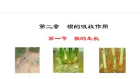 冀少版八年级上册第一节 根的生长教案配套课件ppt