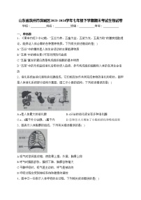 山东省滨州市滨城区2023-2024学年七年级下学期期末考试生物试卷(含答案)