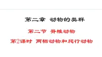 初中人教版（2024）第二单元 多种多样的生物第二章 动物的类群第二节 脊椎动物二 两栖动物和爬行动物示范课ppt课件