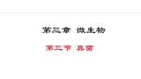 初中生物人教版（2024）七年级上册第三节 真菌课前预习ppt课件