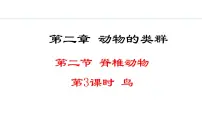 初中生物人教版（2024）七年级上册三 鸟和哺乳动物教课课件ppt