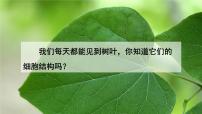 初中生物人教版（2024）七年级上册第二节 植物细胞教案配套课件ppt