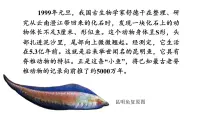 人教版（2024）七年级上册第二节 脊椎动物多媒体教学ppt课件