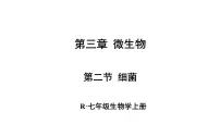 人教版（2024）七年级上册第二单元 多种多样的生物第三章 微生物第二节 细菌背景图ppt课件