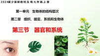 初中生物冀少版（2024）七年级上册（2024）第三节 器官和系统公开课课件ppt
