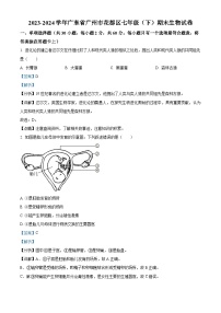 广东省广州市花都区2023-2024学年七年级下学期期末生物试题（解析版）