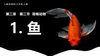 人教版（2024）七年级上册（2024）一 鱼图片ppt课件