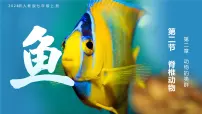 初中生物一 鱼教学演示课件ppt