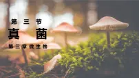 初中生物人教版（2024）七年级上册（2024）第三节 真菌教课ppt课件
