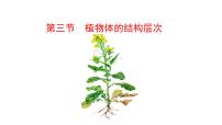 生物七年级上册（2024）第三节 植物体的结构层次课堂教学ppt课件