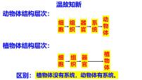 初中生物人教版（2024）七年级上册（2024）第四节 单细胞生物教学演示ppt课件