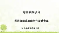 初中人教版（2024）第二单元 多种多样的生物第三章 微生物综合实践项目 利用细菌或真菌制作发酵食品课文配套课件ppt