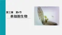 人教版（2024）七年级上册（2024）第四节 单细胞生物教课内容ppt课件