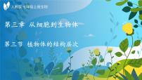 人教版（2024）七年级上册（2024）第三节 植物体的结构层次教学课件ppt