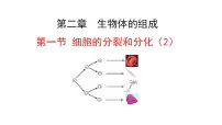 苏教版（2024）七年级上册（2024）第1节 细胞的分裂和分化备课课件ppt