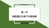 人教版（2024）七年级上册（2024）第一节 细胞通过分裂产生新细胞背景图ppt课件
