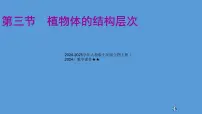 初中生物人教版（2024）七年级上册（2024）第三节 植物体的结构层次图片ppt课件
