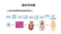 初中生物人教版（2024）七年级上册（2024）第三节 植物体的结构层次教学课件ppt