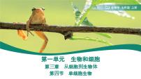人教版（2024）七年级上册（2024）第四节 单细胞生物课文课件ppt