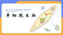 初中第一单元 生物和细胞第三章 从细胞到生物体第四节 单细胞生物教学ppt课件