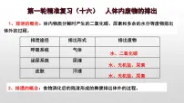 2025年中考生物一轮复习考点通关精讲课件专题16 人体内废物的排出（含答案）
