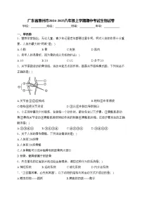 广东省惠州市2024-2025八年级上学期期中考试生物试卷(含答案)