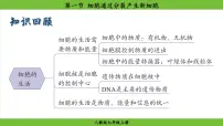 初中生物人教版（2024）七年级上册（2024）第一节 细胞通过分裂产生新细胞课文内容ppt课件