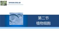 初中生物人教版（2024）七年级上册（2024）第一单元 生物和细胞第二章 认识细胞第二节 植物细胞背景图课件ppt