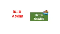 初中生物人教版（2024）七年级上册（2024）第三节 动物细胞课堂教学ppt课件