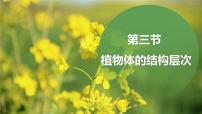 生物七年级上册（2024）第三节 植物体的结构层次图文ppt课件