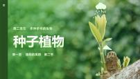 初中生物人教版（2024）七年级上册（2024）第二节 种子植物图片ppt课件