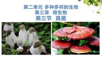 初中生物人教版（2024）七年级上册（2024）第三节 真菌教学ppt课件