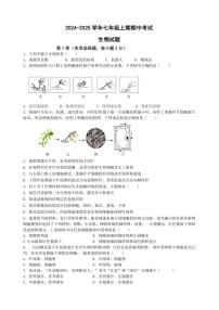 湖南省益阳市沅江市期中联考2024～2025学年七年级(上)期中生物试卷(含答案)